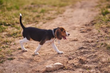Beagle köpek yavrusu, dil dışarı yapışmasını, kum üzerinde çalışır