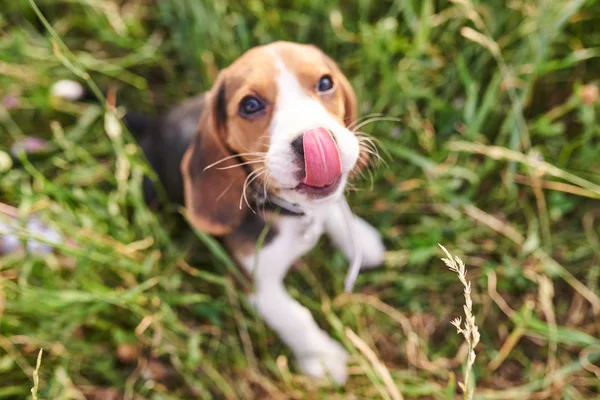 Beagle puppy, zittend op het gras met zijn tong steken, kijkt omhoog, selectieve focus — Stockfoto