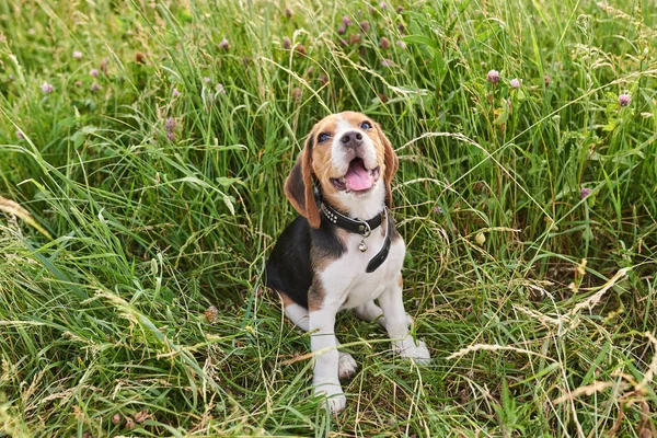Beagle puppy, met een schattige uitdrukking op zijn gezicht, zittend op het gras en opzoeken — Stockfoto