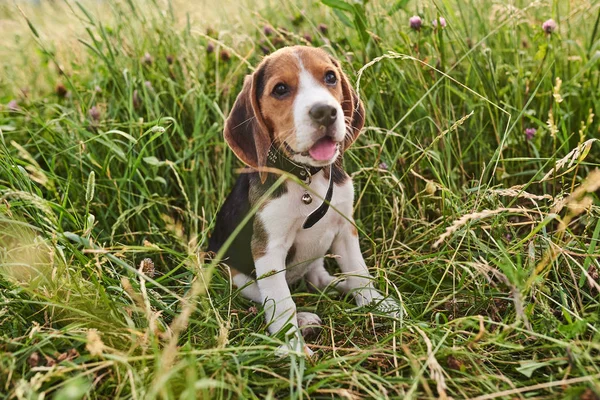 Beagle puppy, tong uit, zittend op het gras — Stockfoto