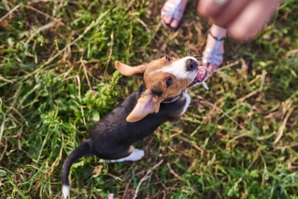 Beagle štěně legrační poskakující na trávě — Stock fotografie