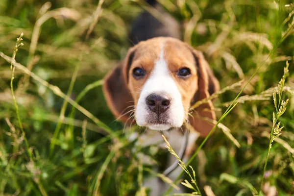 Beagle puppy, opzoeken, selectieve focus — Stockfoto