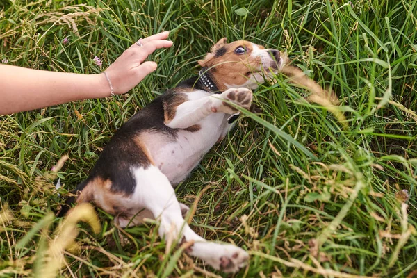 Štěně Beagle leží v trávě, bojí se pohledu na nataženou ruku k němu — Stock fotografie