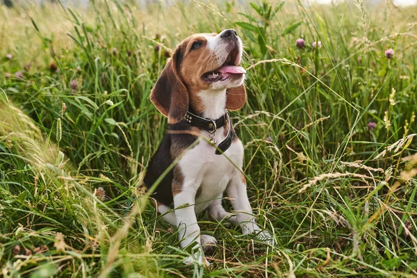 Beagle puppy, tong uit, zittend op het gras en omhoog kijken — Stockfoto