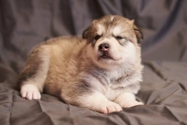 Küçük köpek malamute gri bir arka plan üzerinde yatan sevimli bir ağızile
