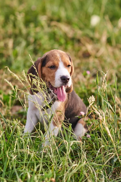 Beagle puppy sits in the grass, tongue sticking out