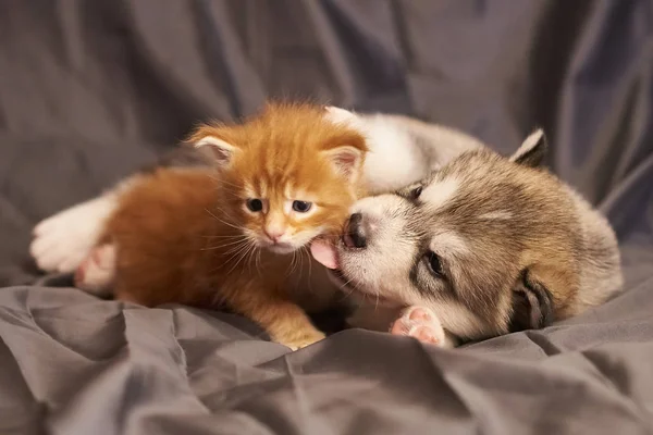 Welpe malamute, und das kleine orangefarbene Kätzchen maine coon, niedlich liegend auf grauem Hintergrund — Stockfoto