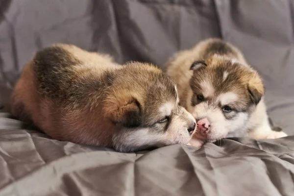 Lindos cachorros Malamute mienten narices el uno al otro, sobre un fondo gris — Foto de Stock