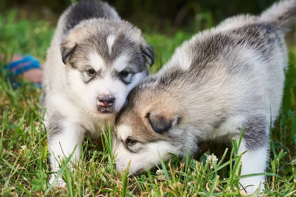 Aranyos Malamute kölykök játszanak a fűben — Stock Fotó