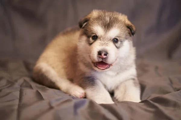 Lindo cachorro Malamute, abriendo la boca, acostado sobre un fondo gris — Foto de Stock