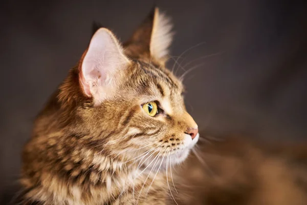 Retrato de un hermoso gato Maine Coon color gris —  Fotos de Stock