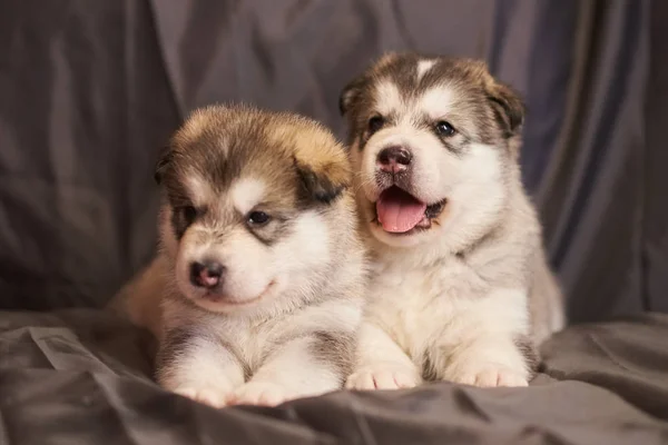 Schattige Malamute pups liggen en kijken naar de zijkant, op een grijze achtergrond — Stockfoto