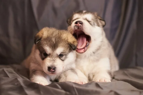 Lindos cachorros Malamute yacen medio dormidos sobre un fondo gris —  Fotos de Stock