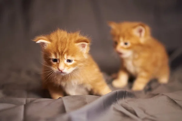 Kleine schattige rode Maine Coon kittens zittend op grijze achtergrond — Stockfoto