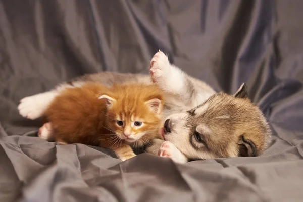 Kleines rotes Kätzchen Maine Coon neben einem niedlichen Welpen Malamute, auf grauem Hintergrund — Stockfoto