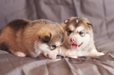 Sevimli Malamute yavru gri bir arka plan üzerinde yalan, bunlardan biri dilini dışarı sıkışmış