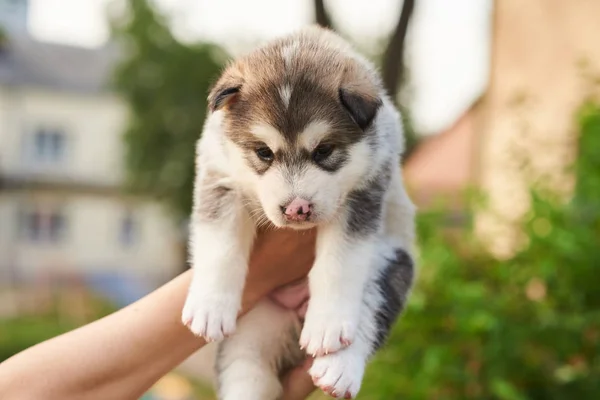 Schattig, met roze neus, puppy Malamute op de handen van de rechten — Stockfoto