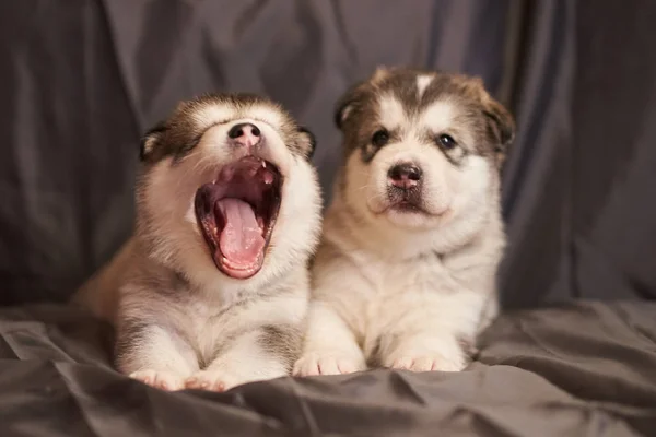 Lindos cachorros malamute mienten, uno de ellos bosteza, sobre un fondo gris —  Fotos de Stock