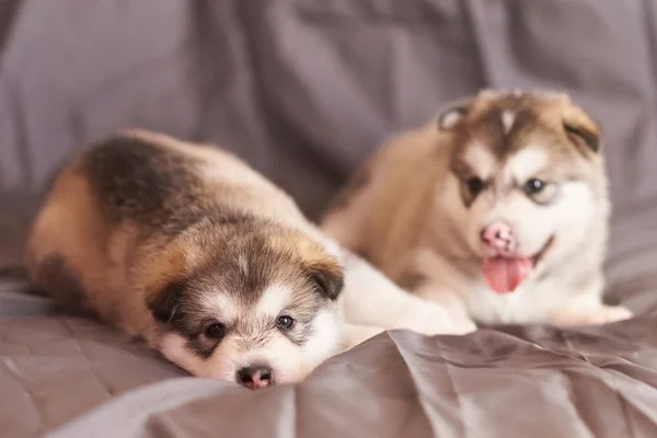 Schattige Malamute puppies liggen op een grijze achtergrond, een van hen stak zijn tong — Stockfoto