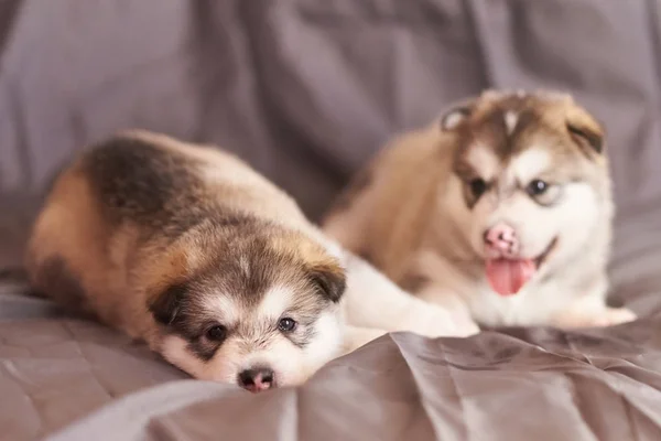 Śliczne szczenięta Malamute leżą na szarym tle, jeden z nich utknął na jego język — Zdjęcie stockowe