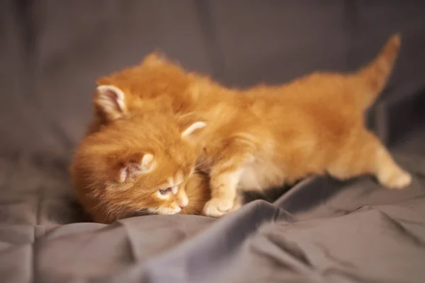 Pequeños gatitos rojos lindos Maine Coon yacen sobre un fondo gris —  Fotos de Stock