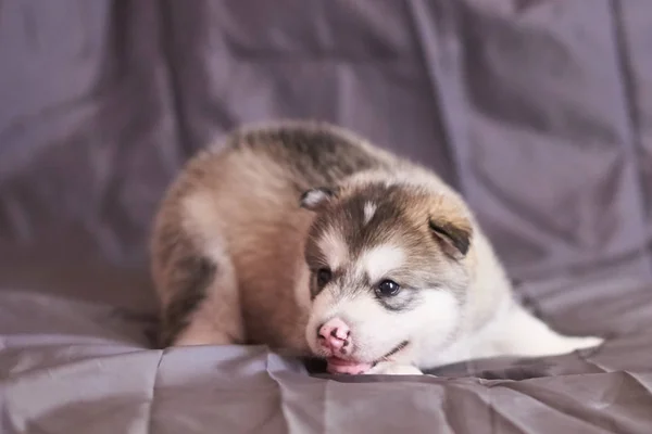 Roztomilé štěně Malamute s růžovým nosem, jazykem vyčnívající a ležící na šedém pozadí — Stock fotografie