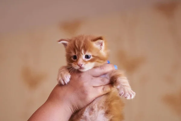 Schattige kleine gember kitten Maine Coon op zijn handen — Stockfoto