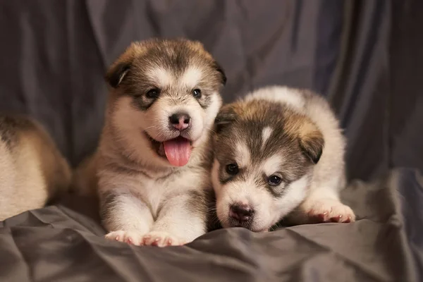 Roztomilý Malamute štěňátka leží na šedém pozadí — Stock fotografie