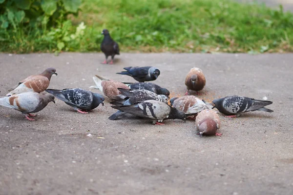 Uno stormo di piccioni becca il grano nell'asfalto — Foto Stock