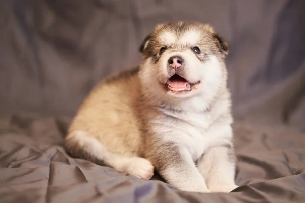 Cute puppy Malamute, otwierając usta, leżąc na szarym tle — Zdjęcie stockowe