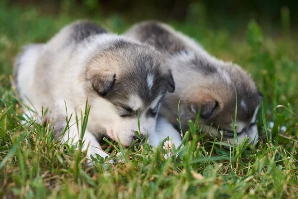 Schattige Malamute puppies slapen op het gras — Stockfoto