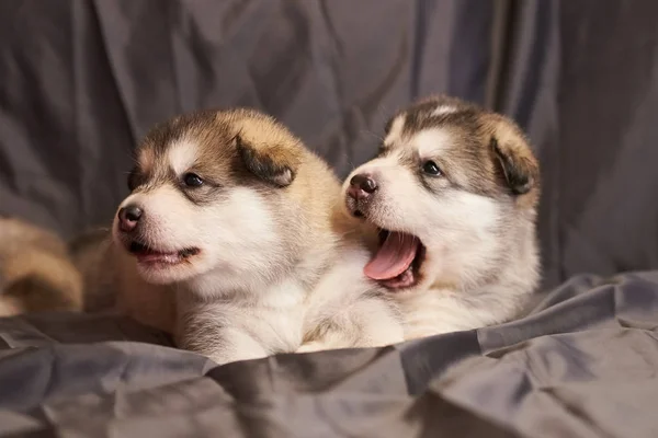 Schattige kleine Malamute puppies liggen, een van hen yawns, op een grijze achtergrond — Stockfoto