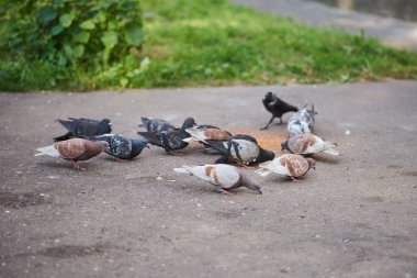 Güvercinler ve jackdaw asfalt üzerinde tahıl gagalama