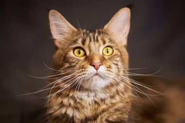 Güzel bir kedi Maine Coon gri renk portresi