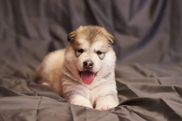 Bonito filhote de cachorro malamute está mentindo, língua saindo, em um fundo cinza — Fotografia de Stock