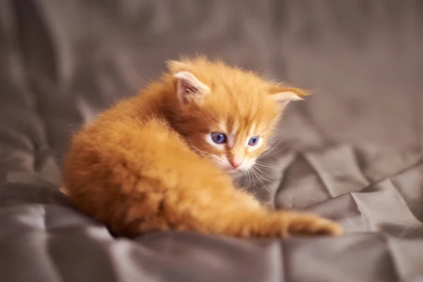 Красный милый котенок Мэн Кун, лежа и глядя на хвост, на сером фоне — стоковое фото
