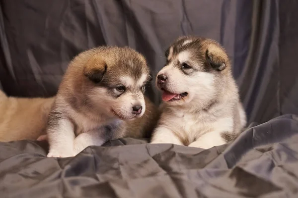 Śliczne szczenięta Malamute leżą na szarym tle, jeden z nich utknął na jego język — Zdjęcie stockowe