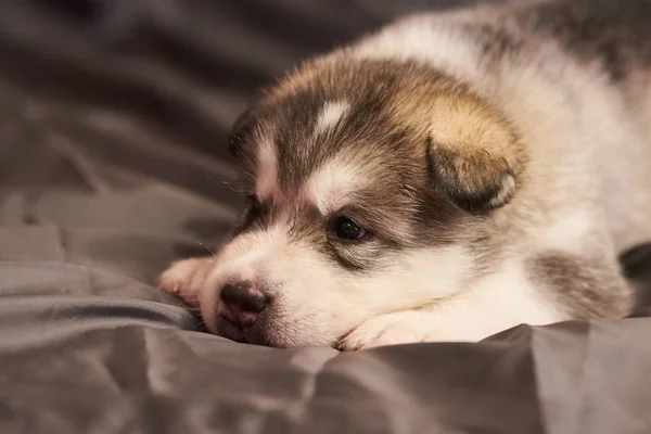 Söt liten Malamute valp liggande med huvudet på hans tassar på en grå bakgrund — Stockfoto