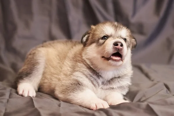 Bonito cachorro gordo Malamute, em um fundo cinza — Fotografia de Stock