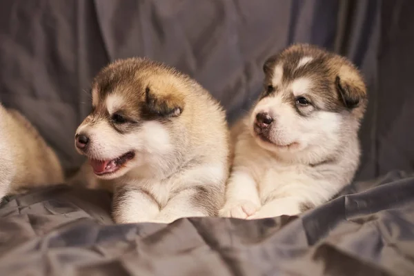 Cute Malamute szczenięta leżą i patrzeć na bok, na szarym tle — Zdjęcie stockowe