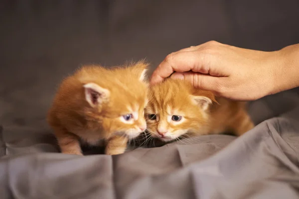 Pequeños gatitos rojos lindos Maine Coon yacen sobre un fondo gris, bajo el suave acariciar de la mano —  Fotos de Stock