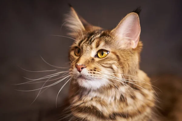 Портрет красивой кошки Мэн Кун серого цвета — стоковое фото