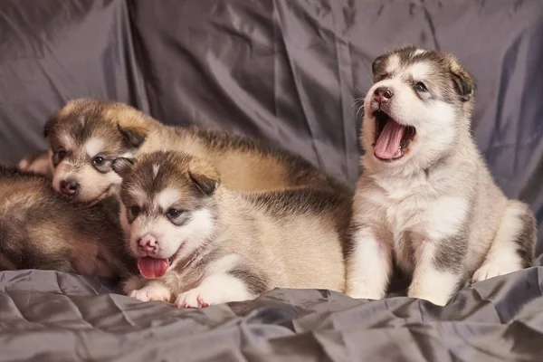 Piękne małe szczenięta Malamute, jeden z nich siedzi i ziewanie, na szarym tle — Zdjęcie stockowe