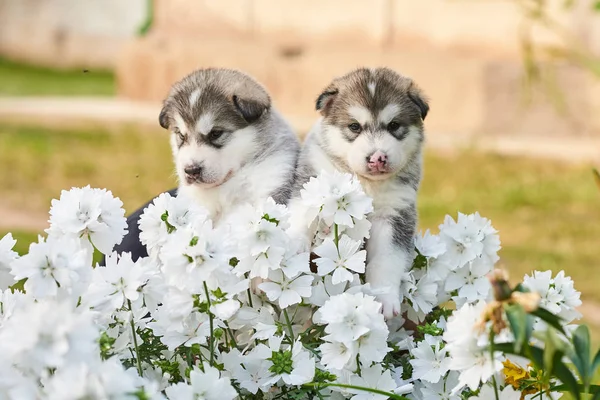 Schattige Malamute puppies onder witte bloemen op de bloem bed — Stockfoto