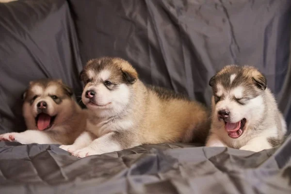 Śliczne szare szczenięta Malamute na szarym tle — Zdjęcie stockowe