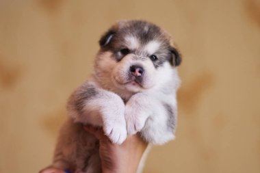 Sevimli tombul köpek Malamute adamın elinde