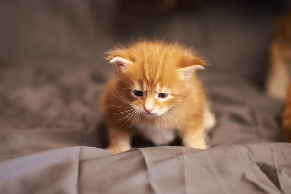 Маленький милый котенок Мэн Кун, с грустным выражением морды, сидит на сером фоне — стоковое фото