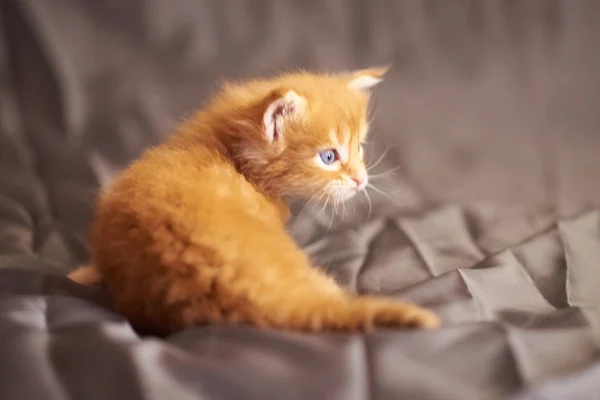 Красный милый котенок Мэн Кун, смотрит в сторону, на сером фоне — стоковое фото