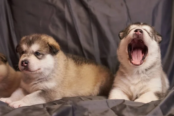 Bonitos filhotes de cachorro Malamute mentir, um deles bocejos, em um fundo cinza — Fotografia de Stock