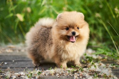 Sokakta Sevimli köpek krem Pomeranian. 